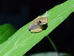 Osteopilus septentrionalis