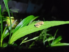 Osteopilus septentrionalis