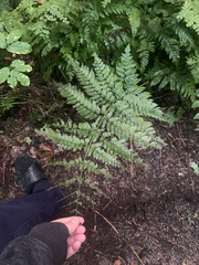 Dryopteris campyloptera