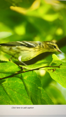 Setophaga fusca