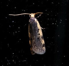 Hoplostega ochroma