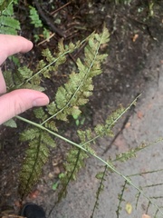 Dryopteris campyloptera