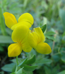 Lotus corniculatus