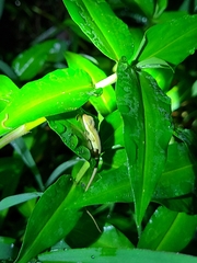 Anolis pulchellus