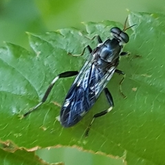 Exaireta spinigera
