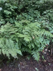 Dryopteris campyloptera