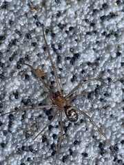 Steatoda grossa