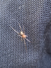 Steatoda grossa