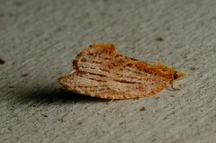 Glyphidoptera polymita