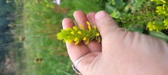 Orthocarpus luteus