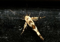 Stathmopoda melanochra