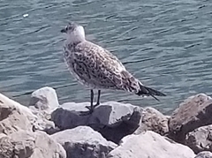 Larus delawarensis