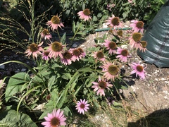 Echinacea