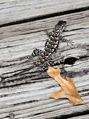 Sceloporus undulatus