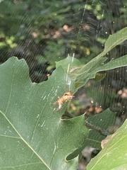 Micrathena sagittata
