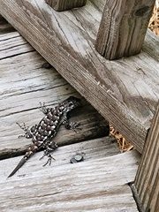 Sceloporus undulatus