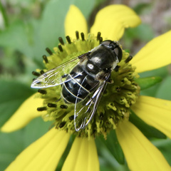 Eristalis dimidiata