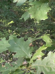 Micrathena sagittata