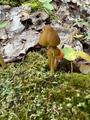 Entoloma luteum