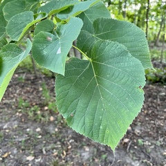 Tilia americana americana