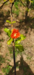 Punica granatum