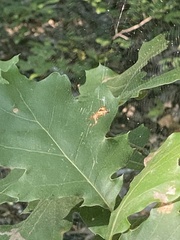Micrathena sagittata