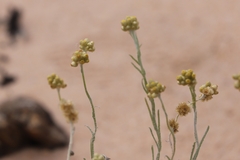 Helichrysum luteoalbum