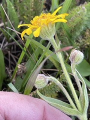 Arnica mollis