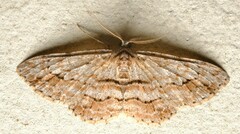 Didymoctenia exsuperata
