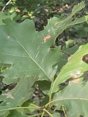 Micrathena sagittata