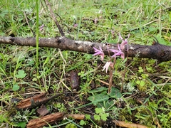Calypso bulbosa occidentalis