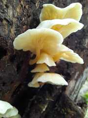 Polyporus