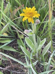 Arnica mollis