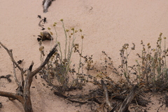 Helichrysum luteoalbum