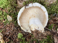 Lactarius resimus
