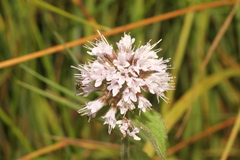 Mentha aquatica