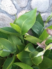 Anolis carolinensis