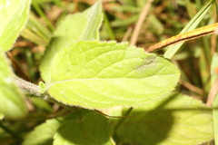 Mentha aquatica