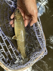 Salvelinus confluentus