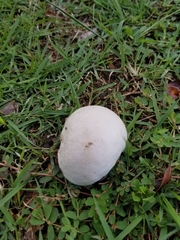 Calvatia fragilis
