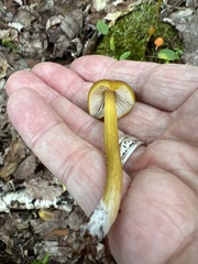 Entoloma luteum