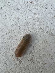 Arthropoda