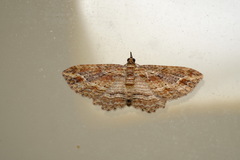 Chloroclystis filata