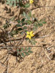 Kallstroemia californica