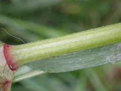 Persicaria maculosa
