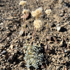 Antennaria parvifolia