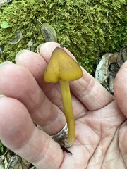 Entoloma luteum