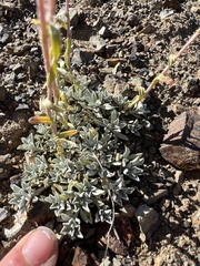 Antennaria parvifolia