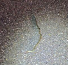 Thamnophis proximus orarius