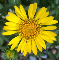 Grindelia hirsutula